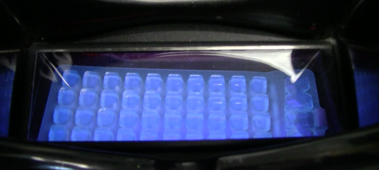 At UGA's Soil, Plant and Water Lab (SPW),  tests determine how much coliform bacteria are in each sample. Each cell in this tray contains E. coli, the most dangerous type of coliform.