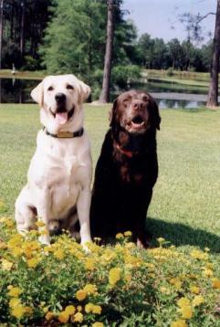 The two McMahan dogs that developed cancer.