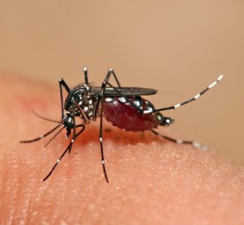 Aedes mosquito