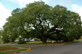 The live oak tree is Georgia's state tree.