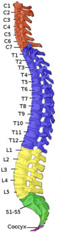 vertebrae