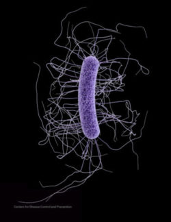 Medical illustration of C. difficile