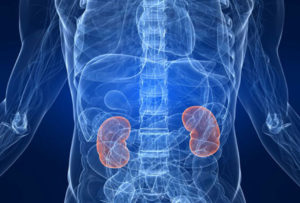 kidneys